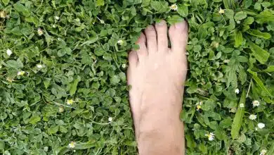 Un pied dans l'herbe du jardin.