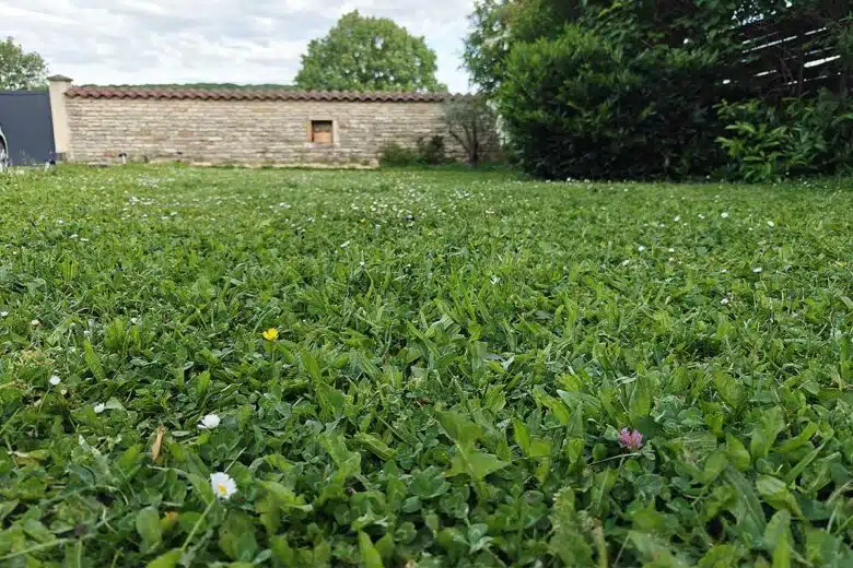 Une belle pelouse entretenue.