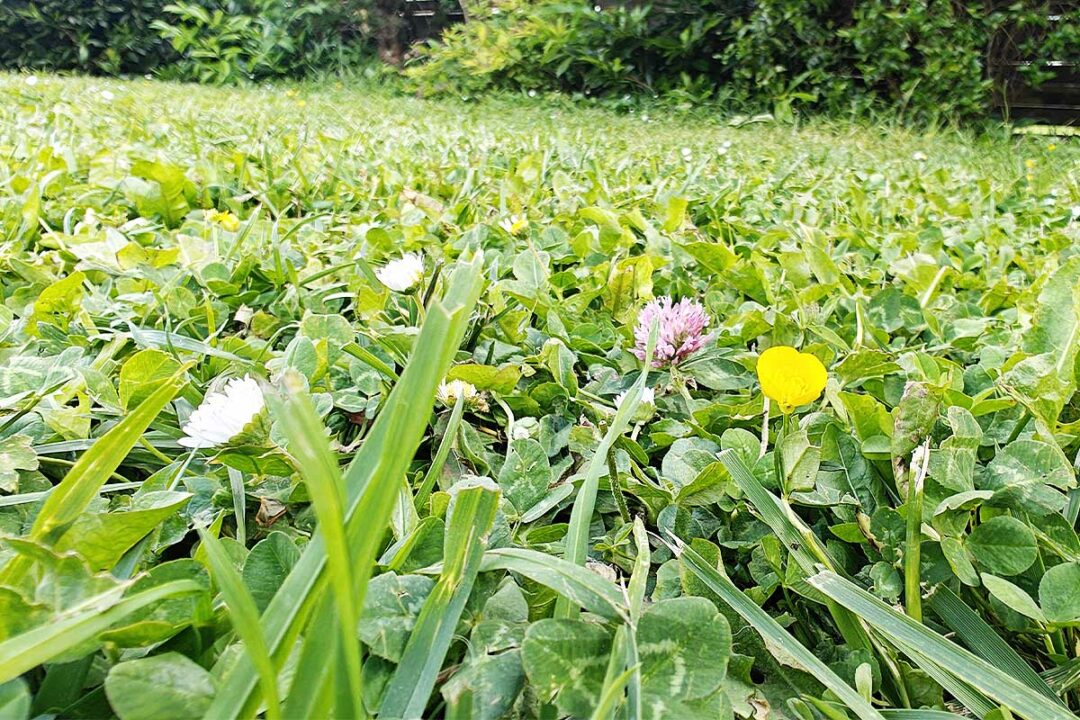 Des horticulteurs anglais mettent au point une pelouse plus résistante.