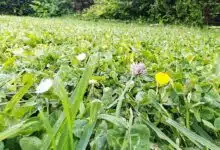 Des horticulteurs anglais mettent au point une pelouse plus résistante.