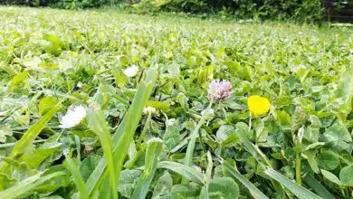 Des horticulteurs anglais mettent au point une pelouse plus résistante.