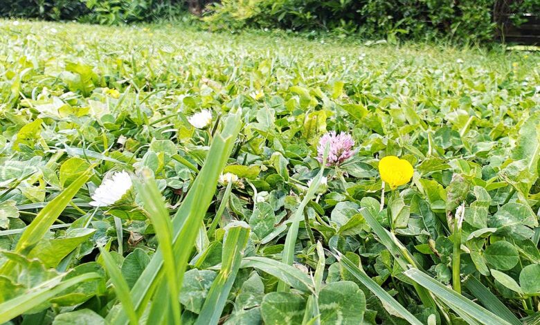 Des horticulteurs anglais mettent au point une pelouse plus résistante.