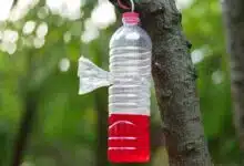 Un piège pour frelon asiatique.
