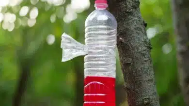 Un piège pour frelon asiatique.