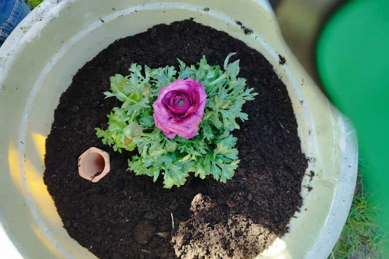 Un pot de plante avec son oya pour l'arrosage.