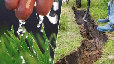 La « plantation d'eau de pluie » est utilisée en Ardèche. Photo d'illustration non contractuelle. Crédit : Shutterstock (montage photo : A. Bonazzi pour NeozOne).