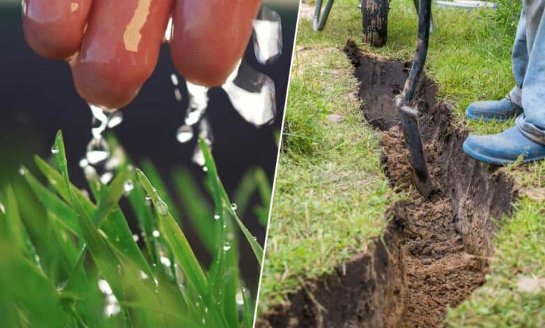 La « plantation d'eau de pluie » est utilisée en Ardèche. Photo d'illustration non contractuelle. Crédit : Shutterstock (montage photo : A. Bonazzi pour NeozOne).
