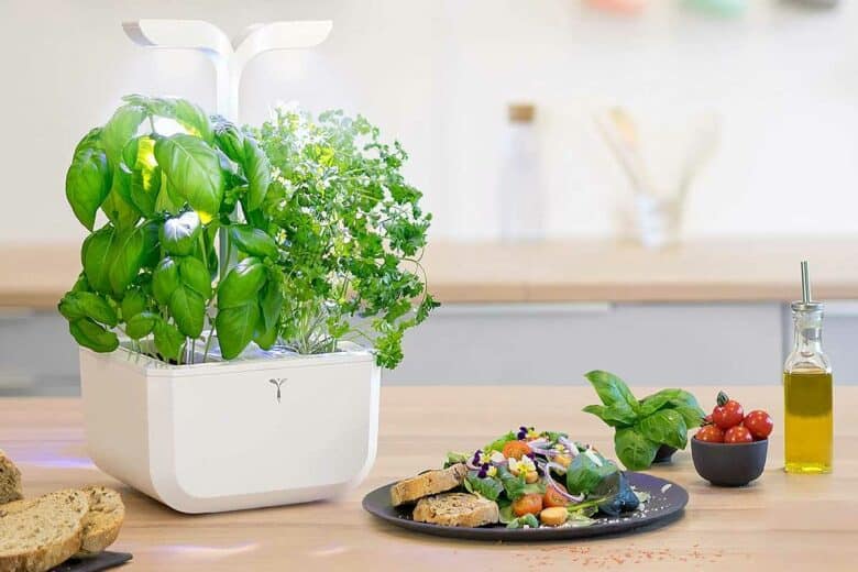 Une mini jardinière d'intérieur.