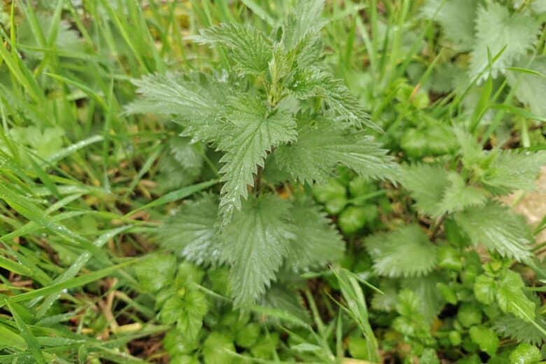 L'ortie, une mauvaise herbe qui sert à désherber.