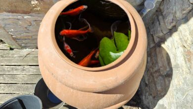 Des poissons rouges dans un récupérateur d'eau de pluie.