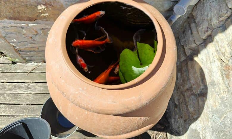 Des poissons rouges dans un récupérateur d'eau de pluie.