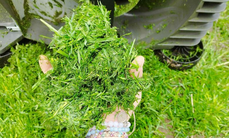 Une poignée d'herbe fraichement tondue.