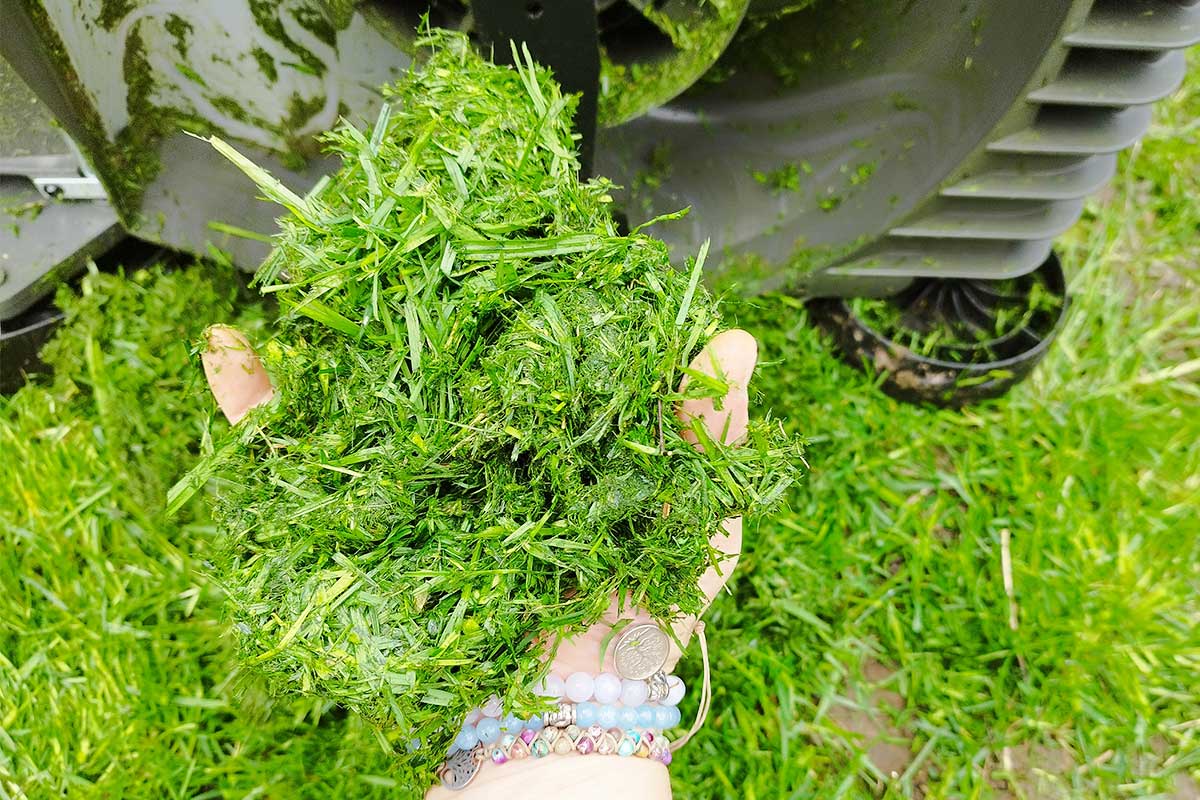 Une poignée d'herbe fraichement tondue.