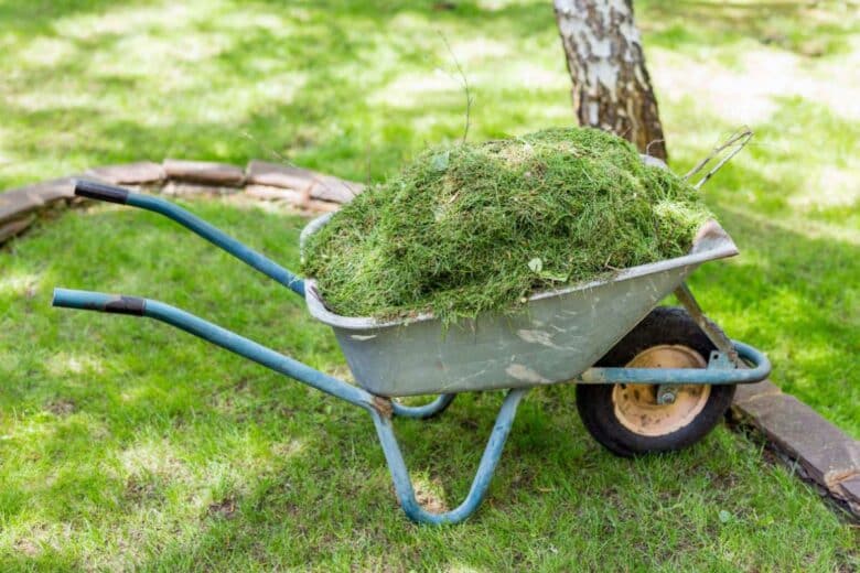 Une brouette remplie d'herbe de tonte.