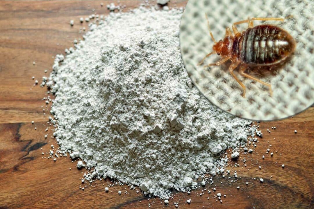 La terre de diatomée est efficace contre de nombreux insectes dont les punaises de lit.