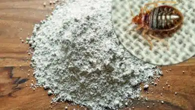 La terre de diatomée est efficace contre de nombreux insectes dont les punaises de lit.