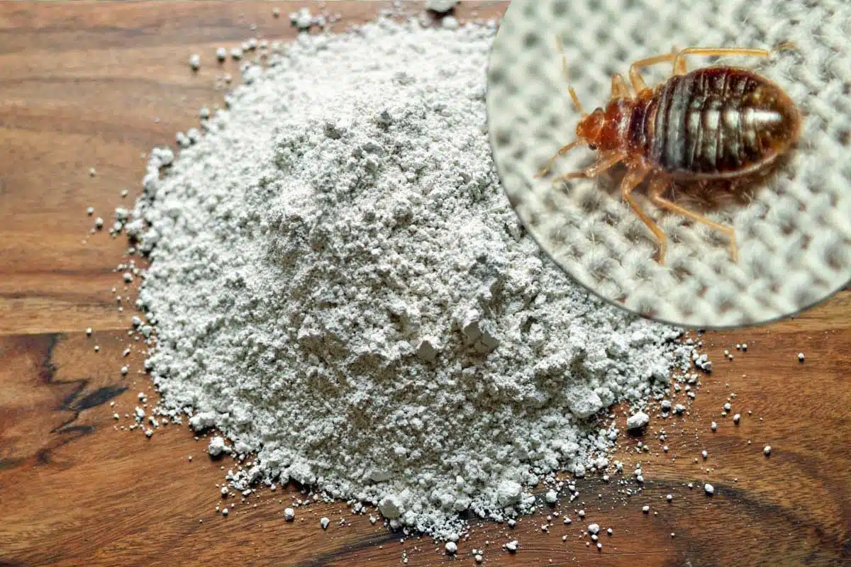 La terre de diatomée est efficace contre de nombreux insectes dont les punaises de lit.