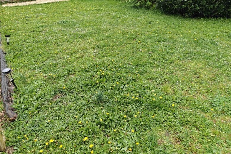 Une pelouse plus fleurie.