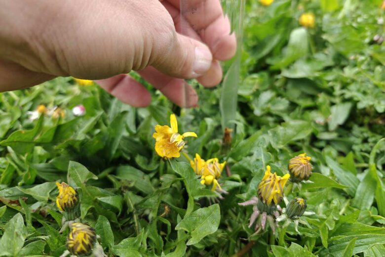 Une coupe de 8 à 10 cm est idéale pour la biodiversité.