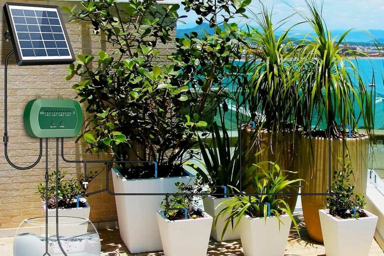 Des plantes en terrasse irriguées par le système AnseTo.