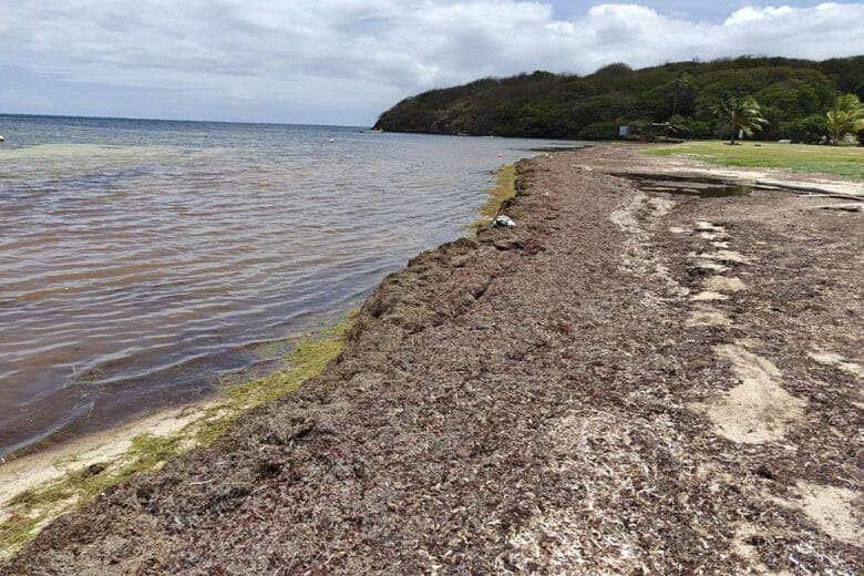 Des plages recouvertes de sargasses en décomposition.