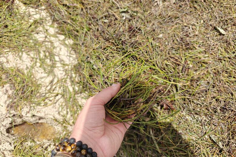 Des algues qui envahissent les plages.