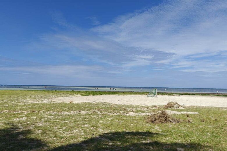 Des algues échouées sur la plage.