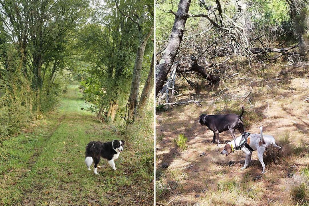 Des chiens sans laisse lors d'une balade.