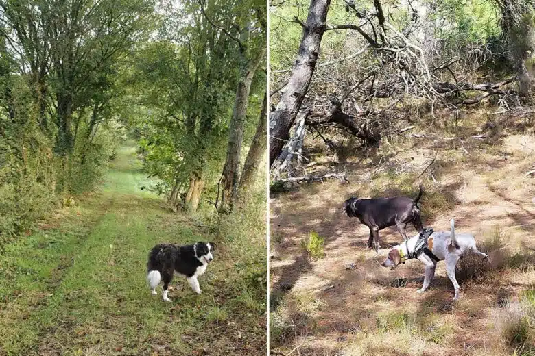 Des chiens sans laisse lors d'une balade.