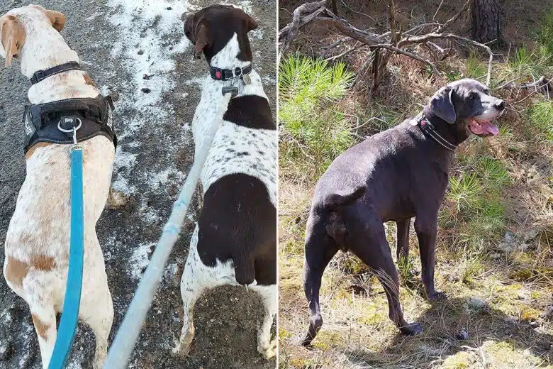Des chiens lors de balades en forêt.