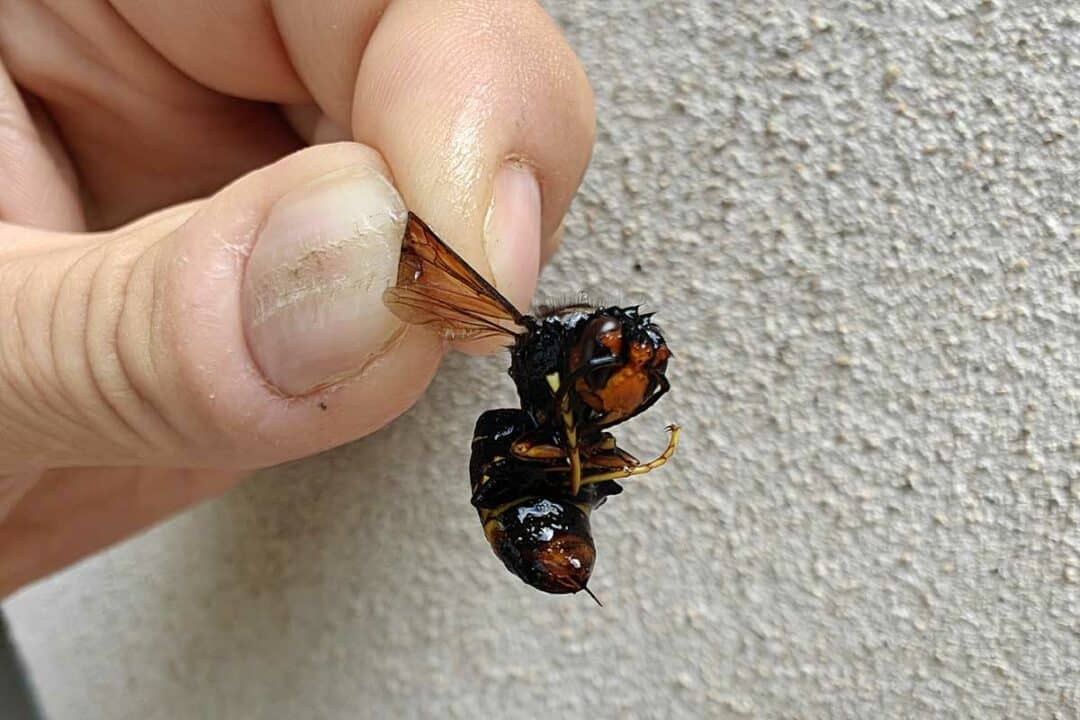 Un frelon asiatique mort (sans doute une reine).
