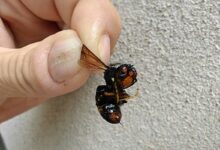 Un frelon asiatique mort (sans doute une reine).