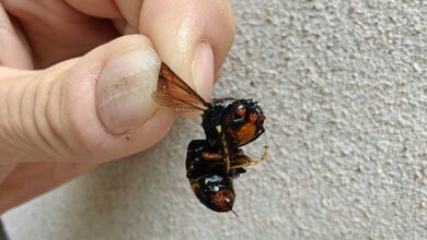 Un frelon asiatique mort (sans doute une reine).