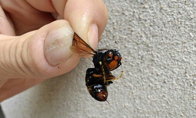 Un frelon asiatique mort (sans doute une reine).