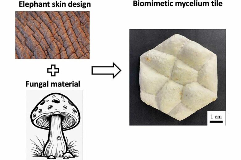 Une tuile en champignon inspirée de la peau de l'éléphant.