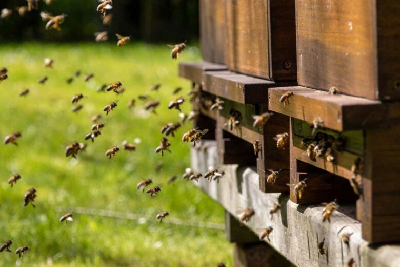 Des abeilles en vol devant leur ruche.
