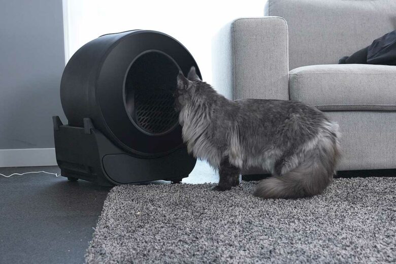 Un chat devant une litière.