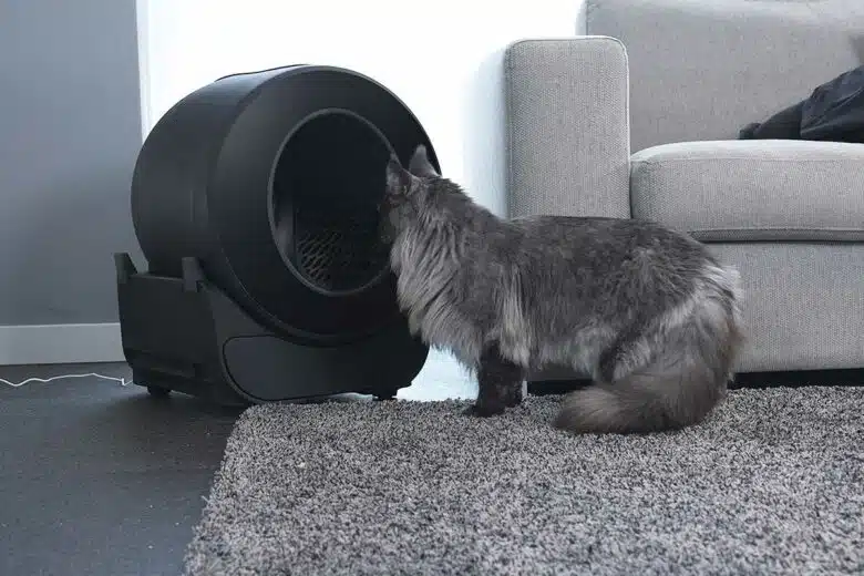 Un chat devant une litière.