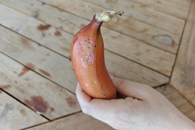 Une banane rouge tenue dans la main.