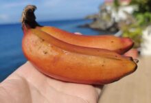 Deux bananes rouge de Martinique.