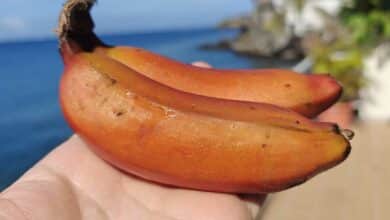 Deux bananes rouge de Martinique.