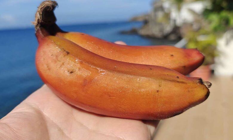 Deux bananes rouge de Martinique.