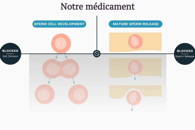 Un médicament qui arrête la production de spermatozoïdes.