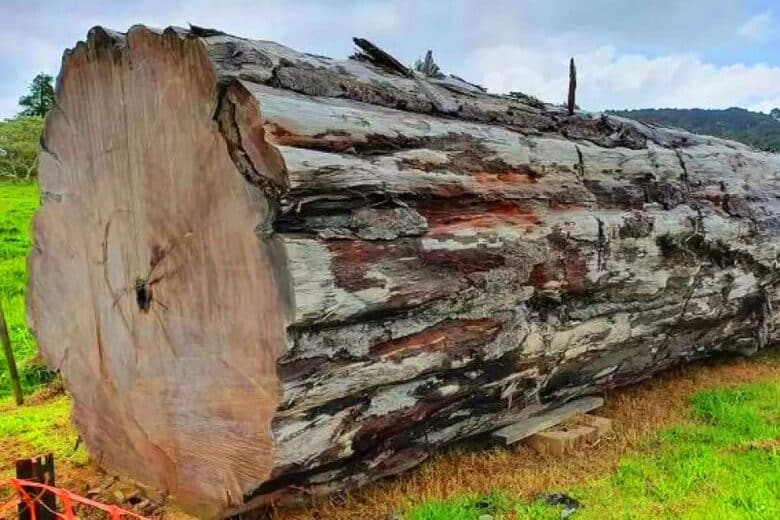 Un arbre datant de plus de 42 000 ans.
