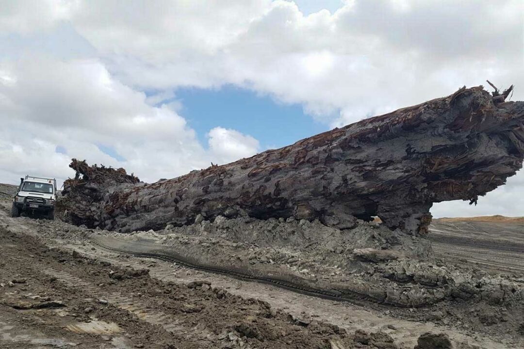 Un arbre fossilisé resté plus de 42 000 ans sous terre.