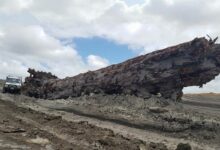 Un arbre fossilisé resté plus de 42 000 ans sous terre.