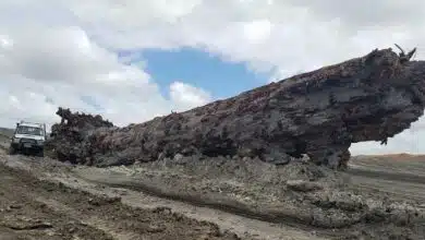 Un arbre fossilisé resté plus de 42 000 ans sous terre.