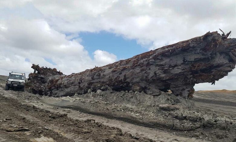 Un arbre fossilisé resté plus de 42 000 ans sous terre.
