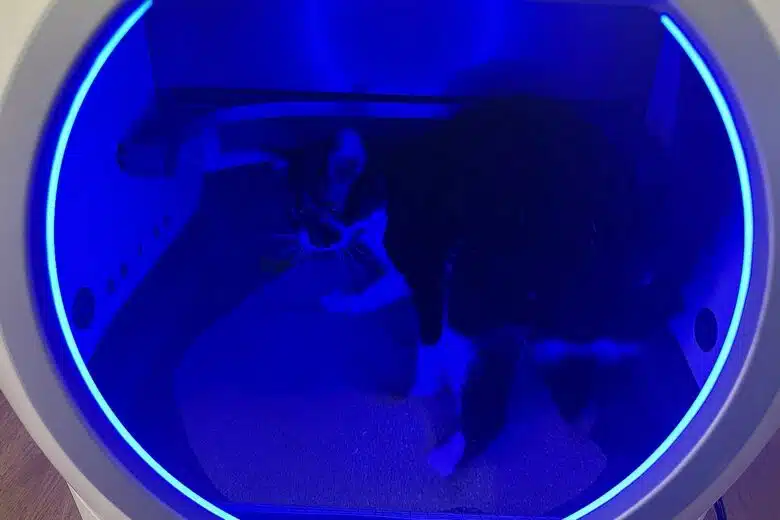 Namie découvre l’intérieur spacieux de la litière connectée EziClean K10i sous son éclairage bleu apaisant.