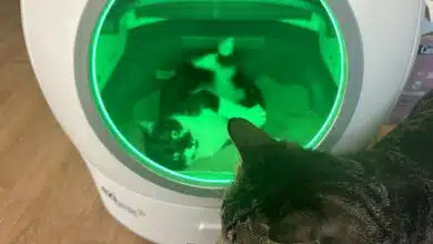 Namie et Gazo valident en duo l’espace confortable de la litière connectée EziClean K10i !